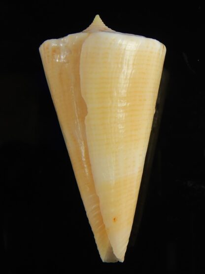 Splinoconus nielsenae ... Giant... 49.25 mm F+++:Gem -65534