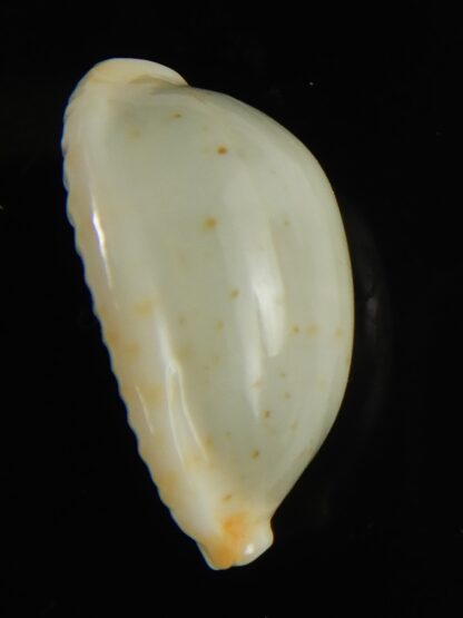 Bistolida brevidentata fluctuans 21.78 mm F+++:Gem -65886