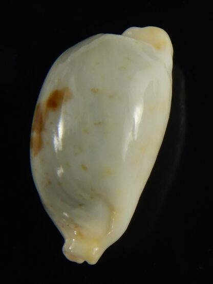 Bistolida brevidentata fluctuans 21.78 mm F+++:Gem -65885