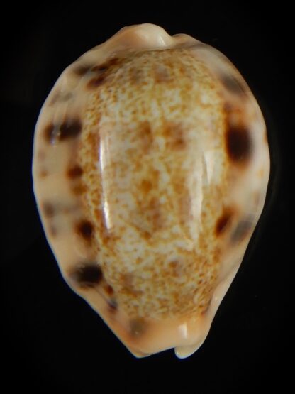 Cypraea caurica quinquefasciata f. nabequensis 30.34 mm Gem-65921