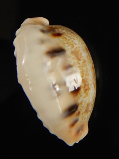 Cypraea caurica quinquefasciata f. nabequensis 30.34 mm Gem-65925