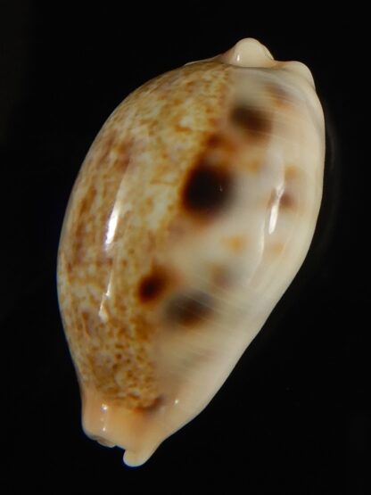 Cypraea caurica quinquefasciata f. nabequensis 30.34 mm Gem-65927