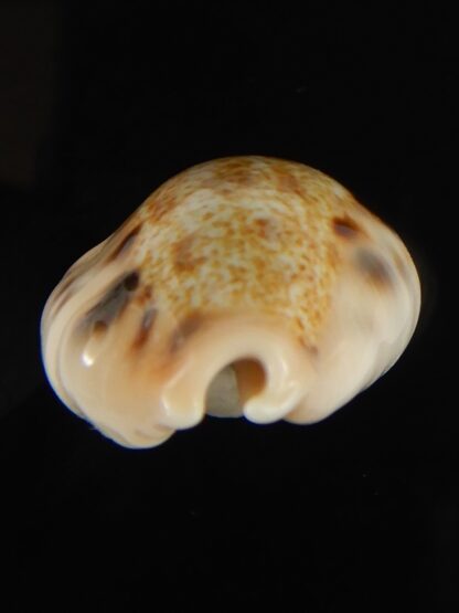 Cypraea caurica quinquefasciata f. nabequensis 30.34 mm Gem-65922