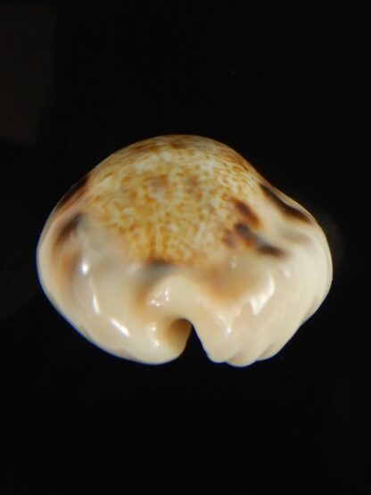 Cypraea caurica quinquefasciata f. nabequensis 30.34 mm Gem-65926