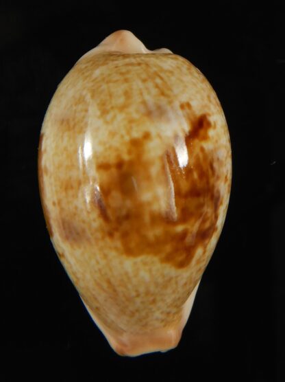 Erronea subviridis dorsalis .... BIG size.... 35 mm Gem-65935