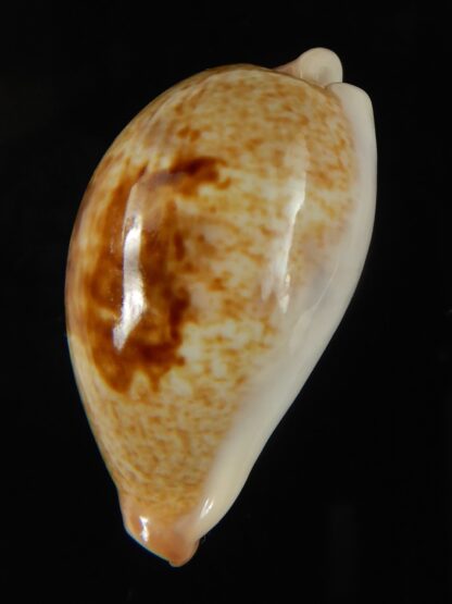 Erronea subviridis dorsalis .... BIG size.... 35 mm Gem-65941