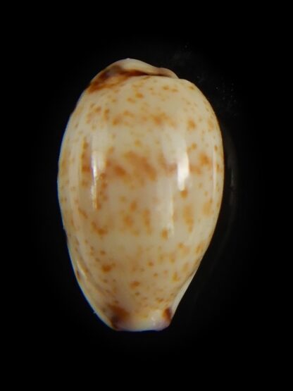 Purpuradusta hammondae dampierensis 14.18 mm Gem-65987