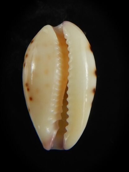 Purpuradusta hammondae dampierensis 14.18 mm Gem-65992