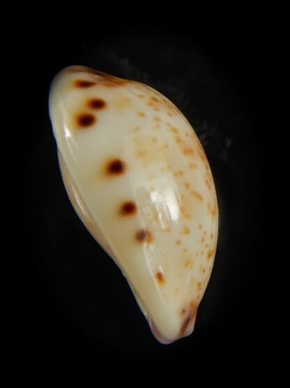 Purpuradusta hammondae dampierensis 14.18 mm Gem-65993
