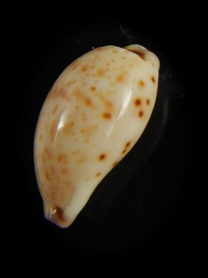 Purpuradusta hammondae dampierensis 14.18 mm Gem-65989