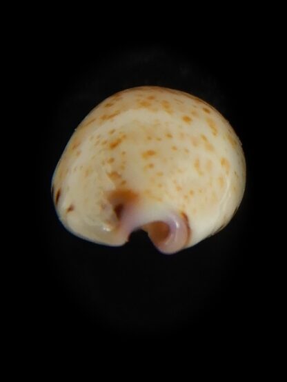 Purpuradusta hammondae dampierensis 14.18 mm Gem-65988