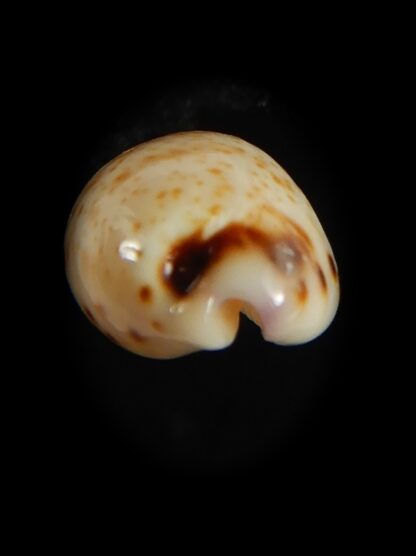 Purpuradusta hammondae dampierensis 14.18 mm Gem-65990