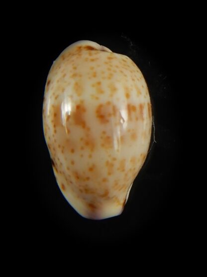 Purpuradusta hammondae dampierensis 14,12 mm Gem-65973