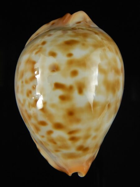Zoila jeaniana aurata ... DWARF ... 55.82 mm Gem -65624