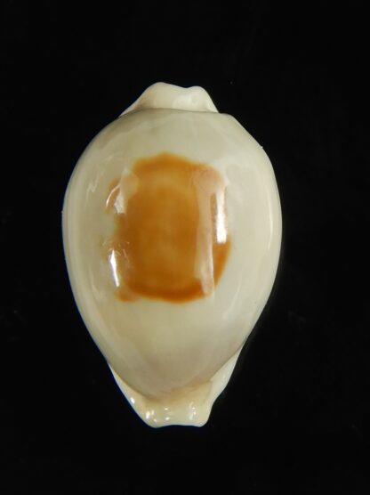 Talostolida brevidentata fluctuans 20,30 mm Gem-65833