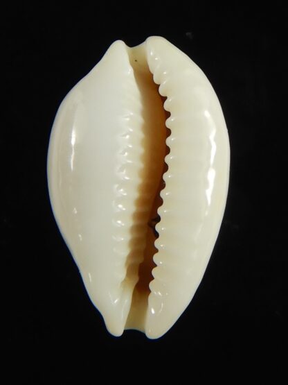 Talostolida brevidentata fluctuans 20,30 mm Gem-65829