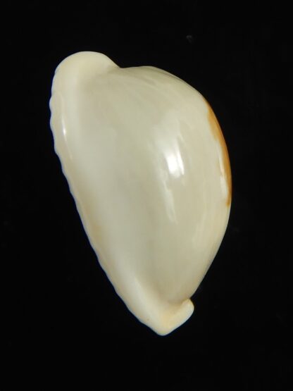 Talostolida brevidentata fluctuans 20,30 mm Gem-65832