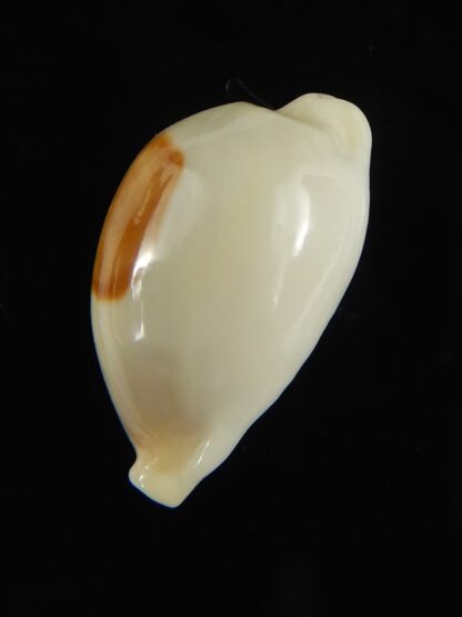 Talostolida brevidentata fluctuans 20,30 mm Gem-65831