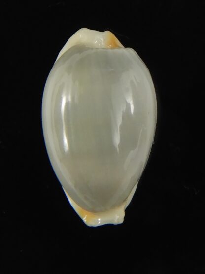 Bistolida brevidentata fluctuans ... Blotchless ... 18.98 mm Gem -65817