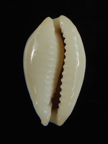 Bistolida brevidentata fluctuans ... Blotchless ... 18.98 mm Gem -65819