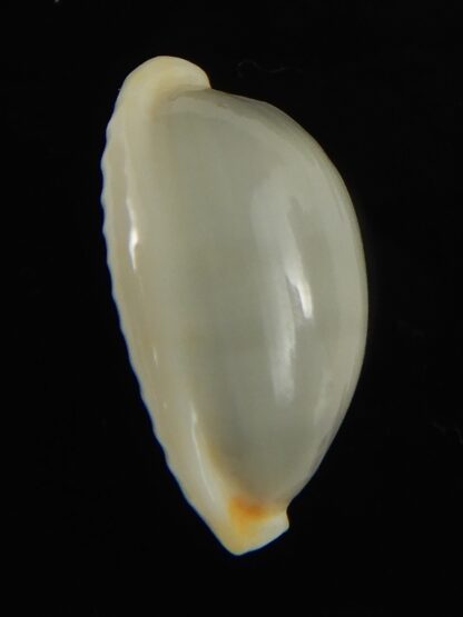 Bistolida brevidentata fluctuans ... Blotchless ... 18.98 mm Gem -65820