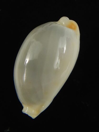 Bistolida brevidentata fluctuans ... Blotchless ... 18.98 mm Gem -65816