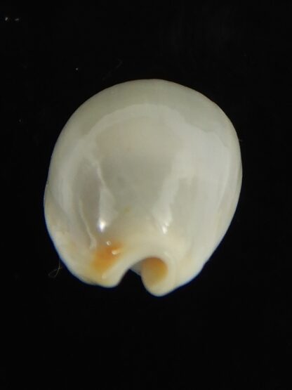 Bistolida brevidentata fluctuans ... Blotchless ... 18.98 mm Gem -65818