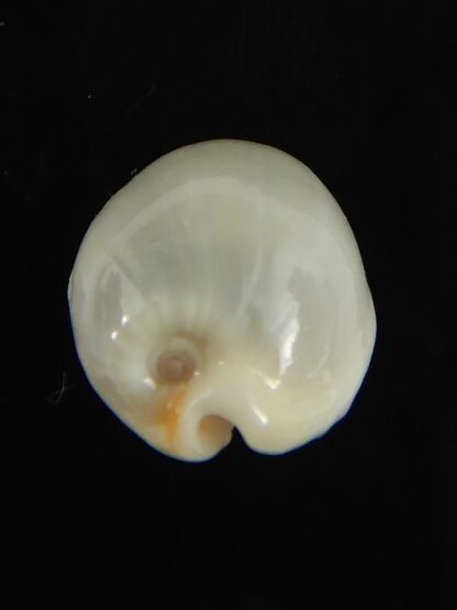 Bistolida brevidentata fluctuans ... Blotchless ... 18.98 mm Gem -65815