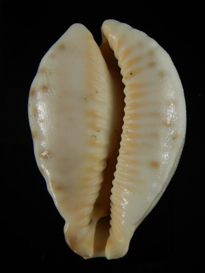 Barycypraea fultoni amorimi massieri .70.82 mm Gem -65685