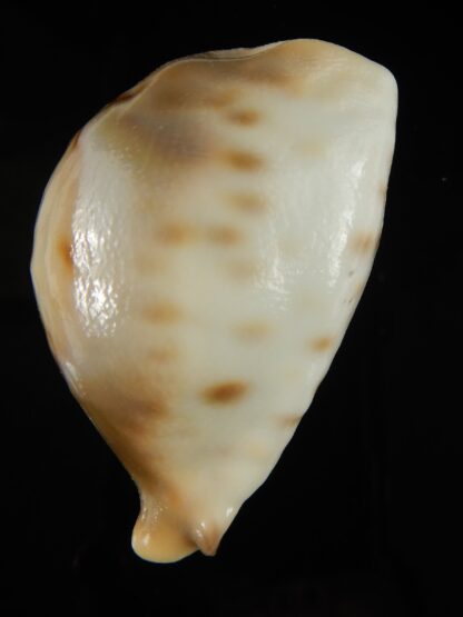 Barycypraea fultoni amorimi massieri .70.82 mm Gem -65681