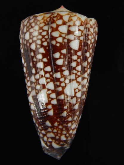 Eugeniconus nobilis gisellelieae ... Big size.. 52.78 mm Gem-65774