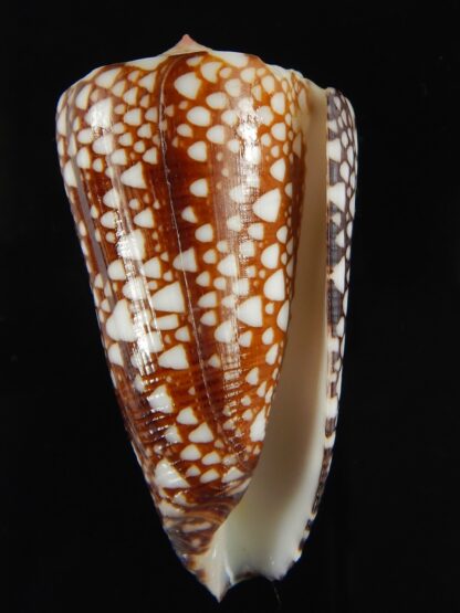 Eugeniconus nobilis gisellelieae ... Big size.. 52.78 mm Gem-65775