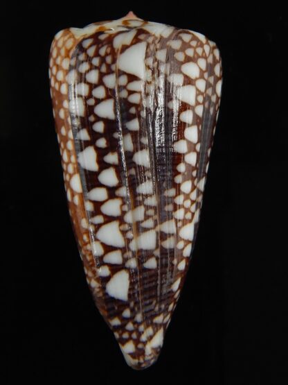 Eugeniconus nobilis gisellelieae ... Big size.. 52.78 mm Gem-65776