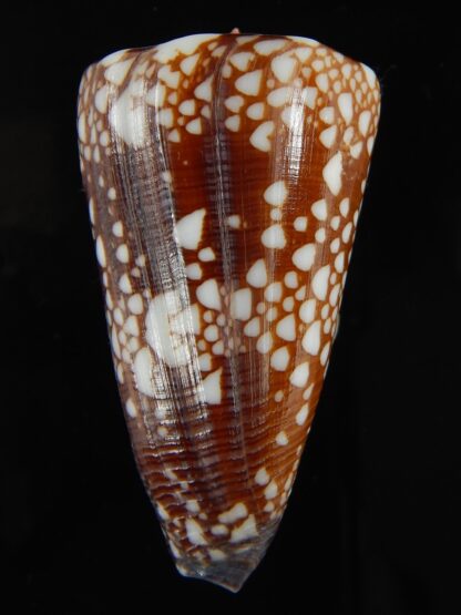 Eugeniconus nobilis gisellelieae ... GIANT ... 57.54 mm Gem-65754