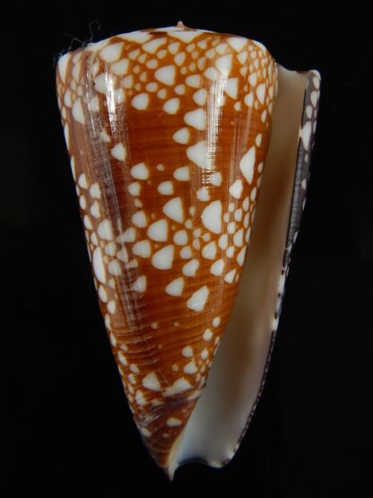 Eugeniconus nobilis gisellelieae ... GIANT ... 57.54 mm Gem-65758