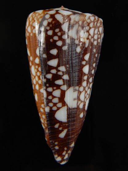 Eugeniconus nobilis gisellelieae ... GIANT ... 57.54 mm Gem-65757