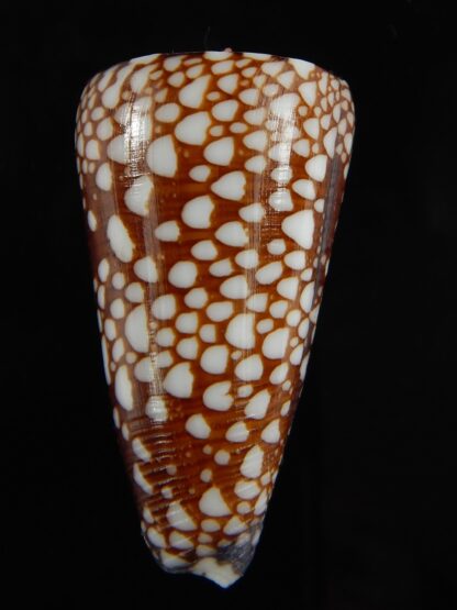 Eugeniconus nobilis gisellelieae ... Big size ... 50.87 mm Gem-65749