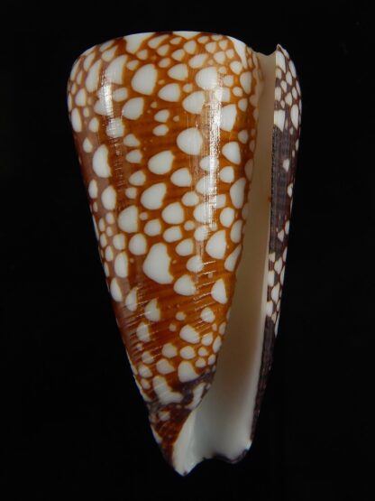 Eugeniconus nobilis gisellelieae ... Big size ... 50.87 mm Gem-65753