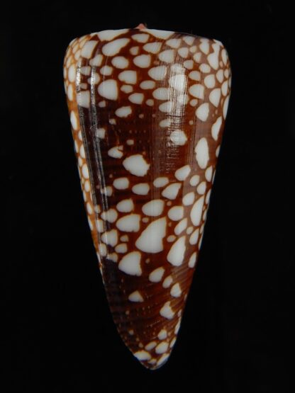 Eugeniconus nobilis gisellelieae ... Big size ... 50.87 mm Gem-65751