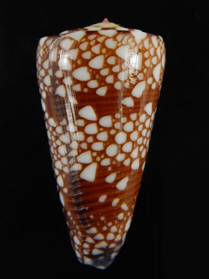 Eugeniconus nobilis gisellelieae ... Big size ... 50.33 mm Gem-65734