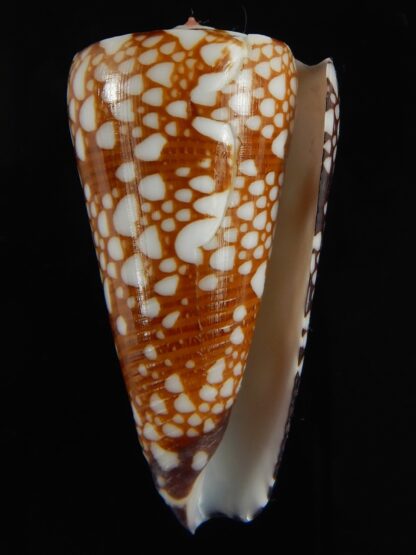 Eugeniconus nobilis gisellelieae ... Big size ... 50.33 mm Gem-65736