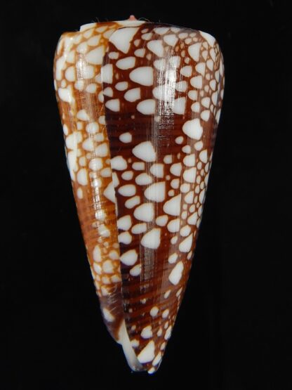 Eugeniconus nobilis gisellelieae ... Big size ... 50.33 mm Gem-65737