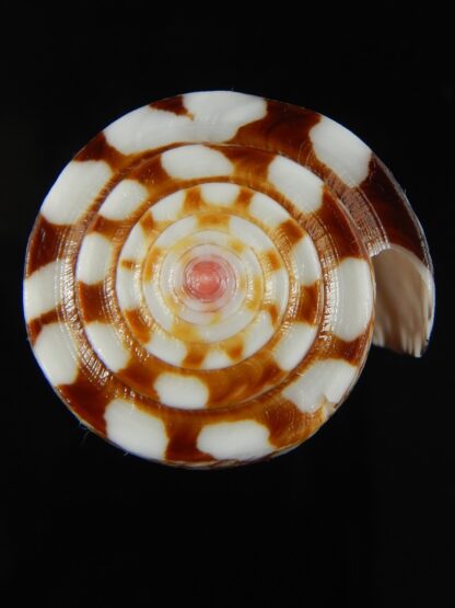 Eugeniconus nobilis gisellelieae ... Big size ... 50.33 mm Gem-65738