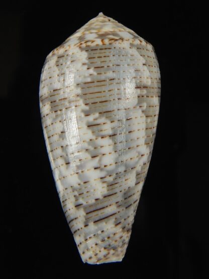 Pionoconus barbara 45.62 mm Gem-66110