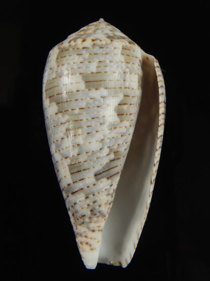 Pionoconus barbara 45.62 mm Gem-66111