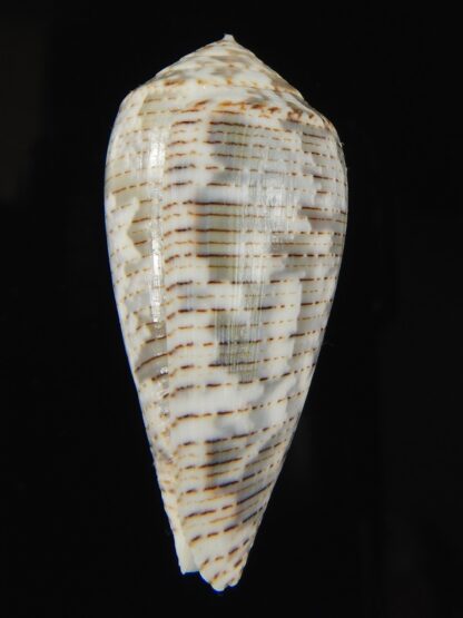 Pionoconus barbara 45.62 mm Gem-66114