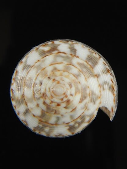 Pionoconus barbara 45.62 mm Gem-66113