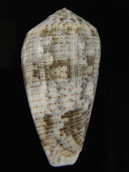 Pionoconus barbara 50.45 mm Gem-66120