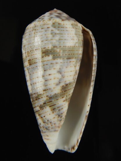 Pionoconus barbara 50.45 mm Gem-66124