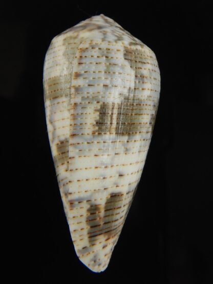 Pionoconus barbara 50.45 mm Gem-66123